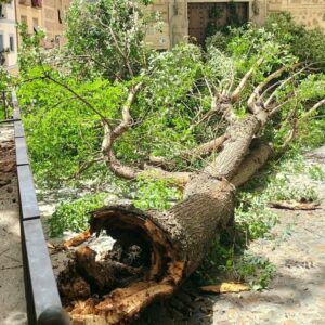 Una gran rama de un árbol en la plaza de La Bellota se desprende cortando la calle y sin causar heridos