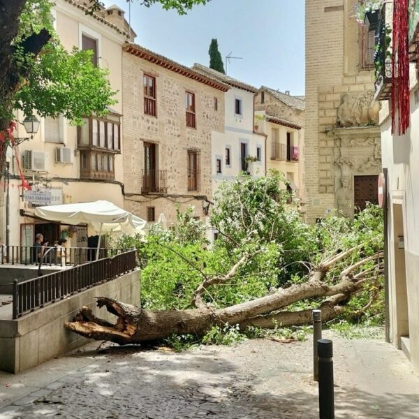 El Ayuntamiento revisa el arbolado de Toledo tras la caída de ramas en la plaza de La Bellota y el Corralillo de San Miguel
