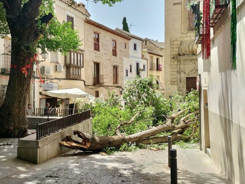 El Ayuntamiento revisa el arbolado de Toledo tras la caída de ramas en la plaza de La Bellota y el Corralillo de San Miguel