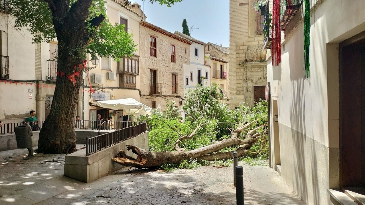 El Ayuntamiento revisa el arbolado de Toledo tras la caída de ramas en la plaza de La Bellota y el Corralillo de San Miguel