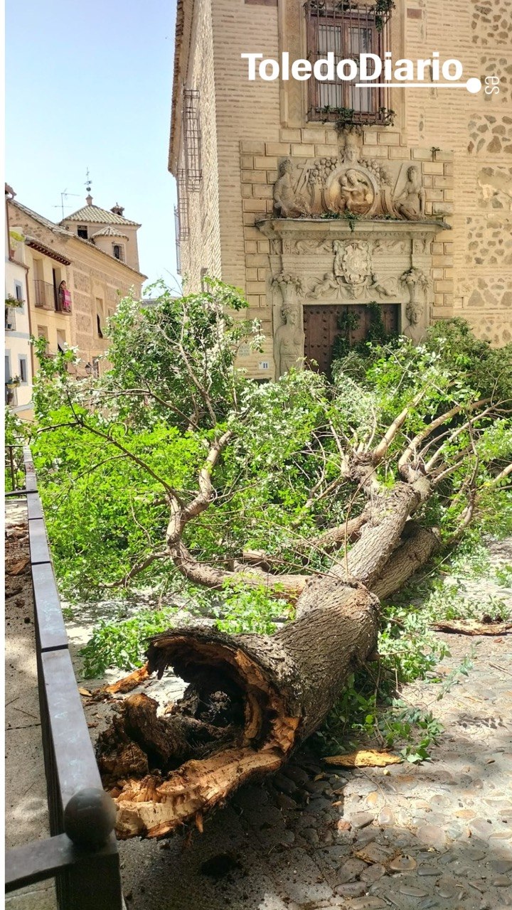 Una gran rama de un árbol en la plaza de La Bellota se desprende cortando la calle y sin causar heridos