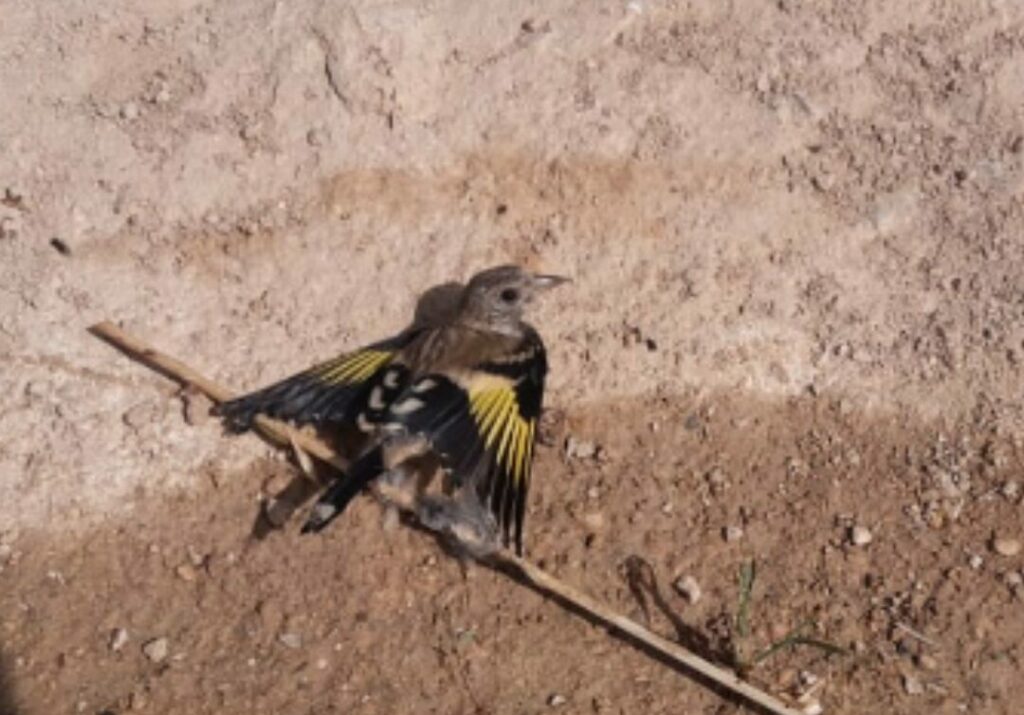 Investigan a varias personas por la captura ilegal de aves silvestres con pegamento en Ocaña