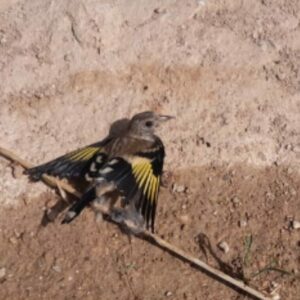 Investigan a varias personas por la captura ilegal de aves silvestres con pegamento en Ocaña