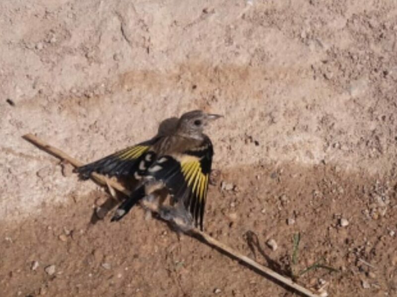 Investigan a varias personas por la captura ilegal de aves silvestres con pegamento en Ocaña