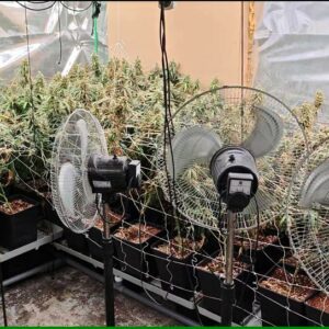 Once detenidos y casi 2.000 plantas de marihuana intervenidas en una operación policial Talavera