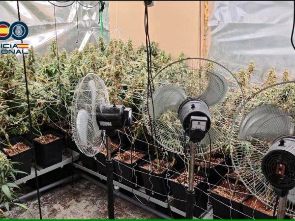 Once detenidos y casi 2.000 plantas de marihuana intervenidas en una operación policial Talavera