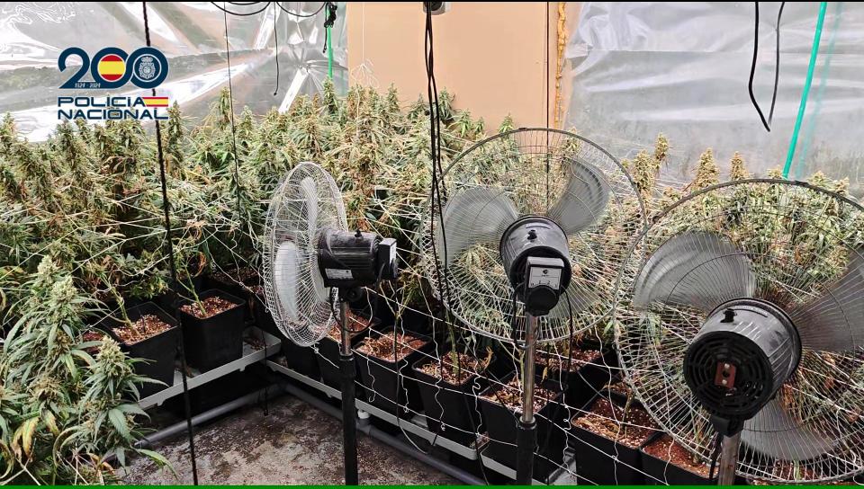 Once detenidos y casi 2.000 plantas de marihuana intervenidas en una operación policial Talavera