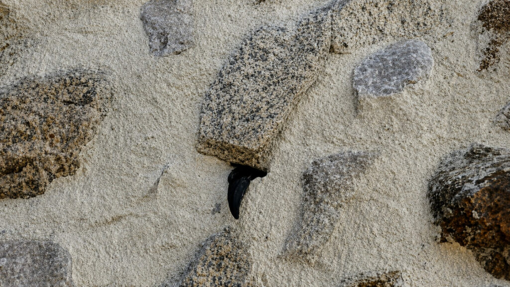 Esparvel denuncia la muerte de un vencejo en la muralla en obras de la Bajada de San Martín en Toledo