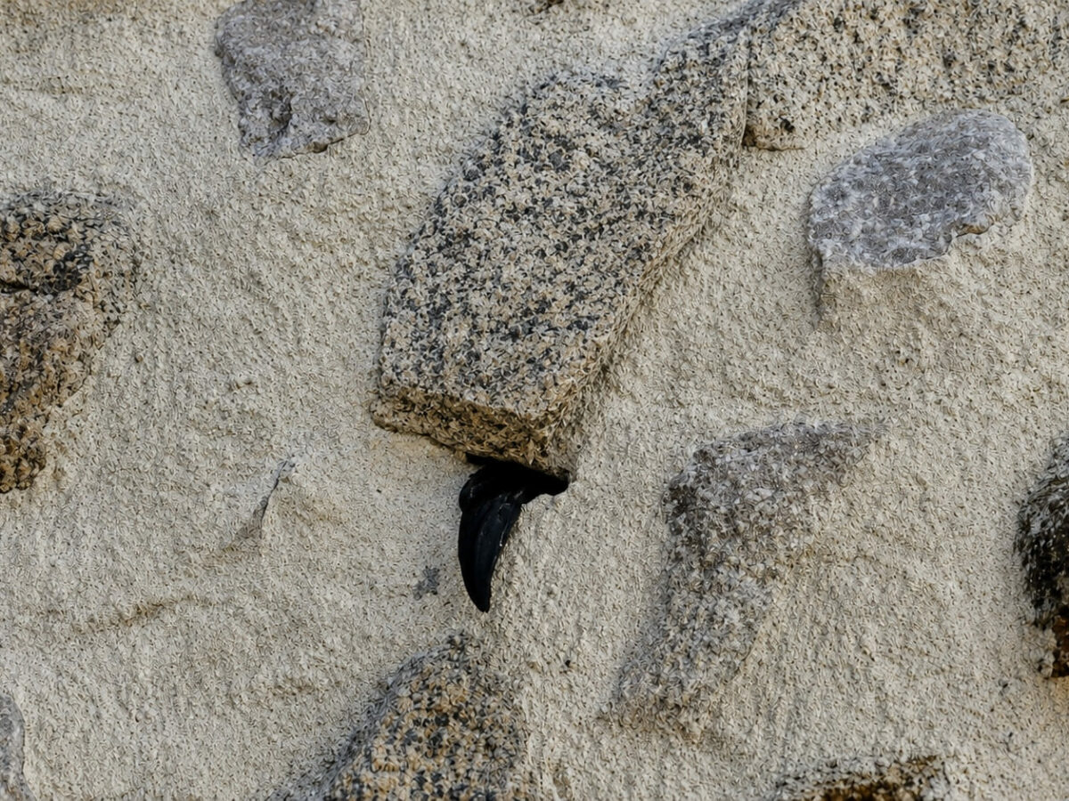 Esparvel denuncia la muerte de un vencejo en la muralla en obras de la Bajada de San Martín en Toledo