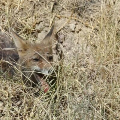 Protección Civil de El Casar Escalona rescata un zorro atropellado, pero el animal no consigue sobrevivir
