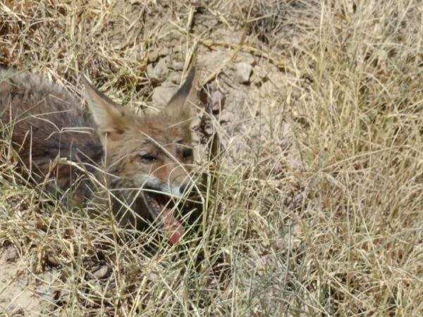 Protección Civil de El Casar Escalona rescata un zorro atropellado, pero el animal no consigue sobrevivir