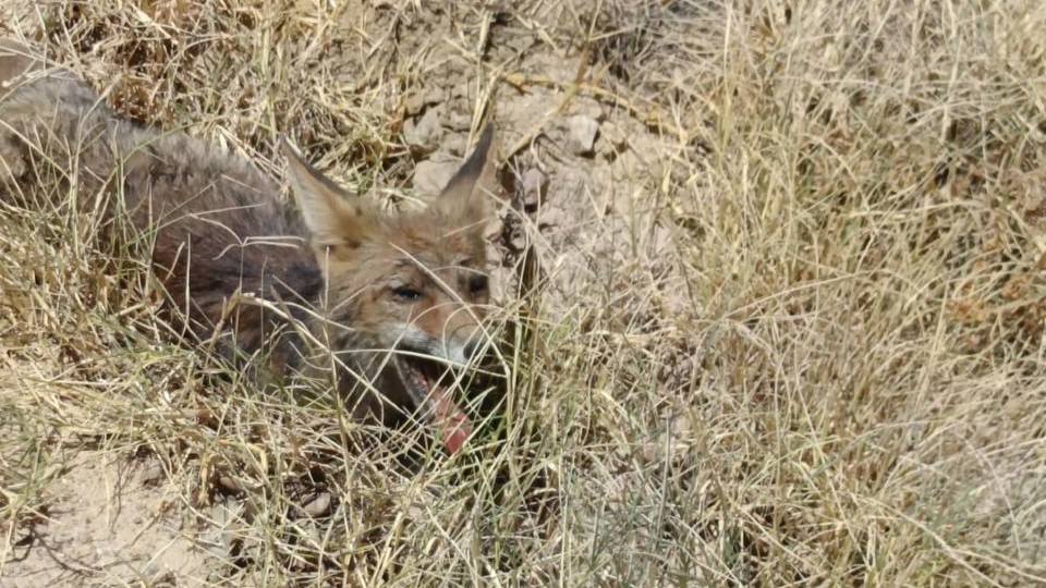 Protección Civil de El Casar Escalona rescata un zorro atropellado, pero el animal no consigue sobrevivir
