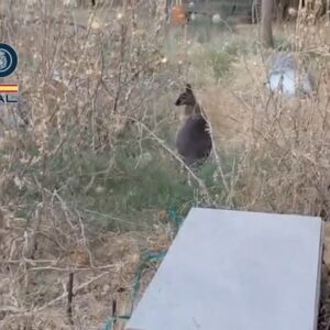 El Zoo Koki de Toledo acoge tres walabíes rescatados en una operación contra el cultivo de marihuana