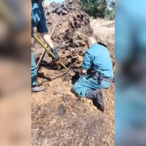 Detenido un hombre en La Sagra por matar presuntamente a tiros a cinco perros y enterrarlos bajo estiérco