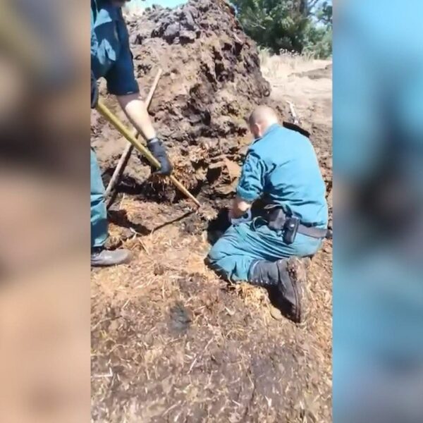 Detenido un hombre en La Sagra por matar presuntamente a tiros a cinco perros y enterrarlos bajo estiércol