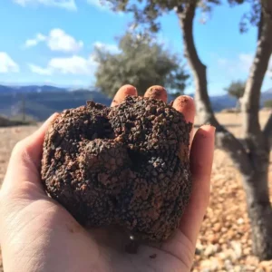 La trufa busca su sitio en Castilla-La Mancha: se estudian medidas para impulsar el desarrollo de este cultivo