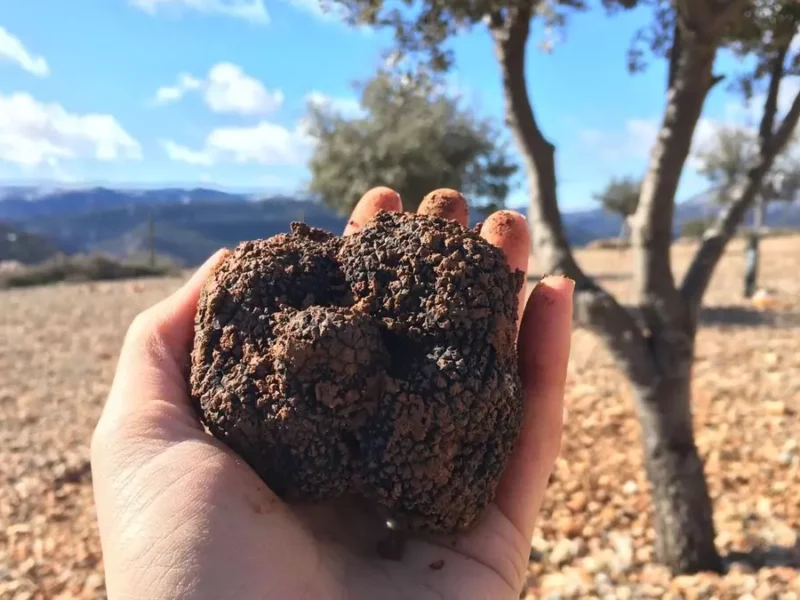 La trufa busca su sitio en Castilla-La Mancha: se estudian medidas para impulsar el desarrollo de este cultivo