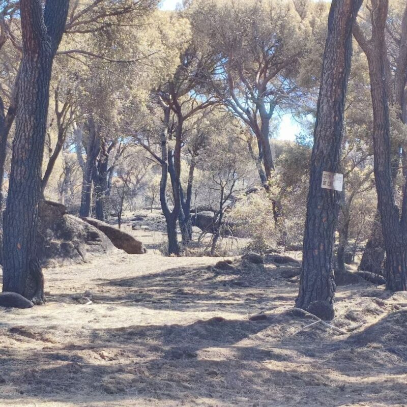 Se da por controlado el incendio forestal de Almorox dos semanas después