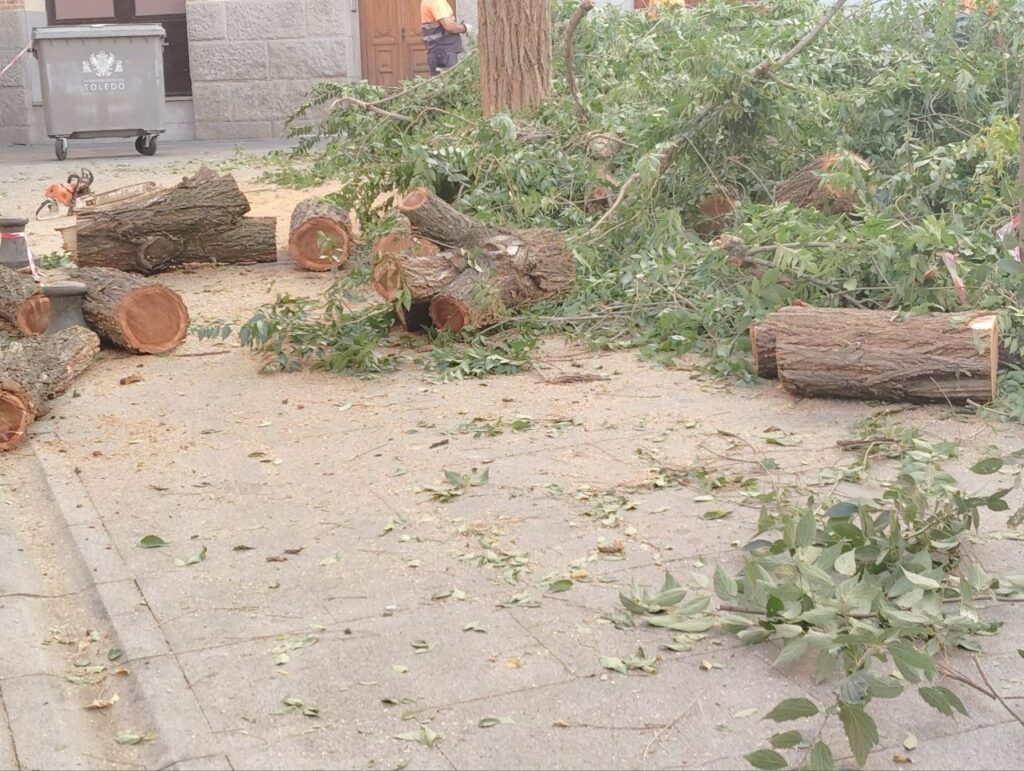 La tala de un árbol en la plaza de San Agustín reabre el debate sobre la gestión del arbolado en Toledo