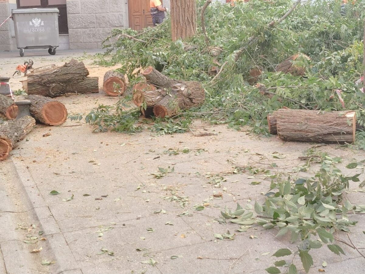 La tala de un árbol en la plaza de San Agustín reabre el debate sobre la gestión del arbolado en Toledo