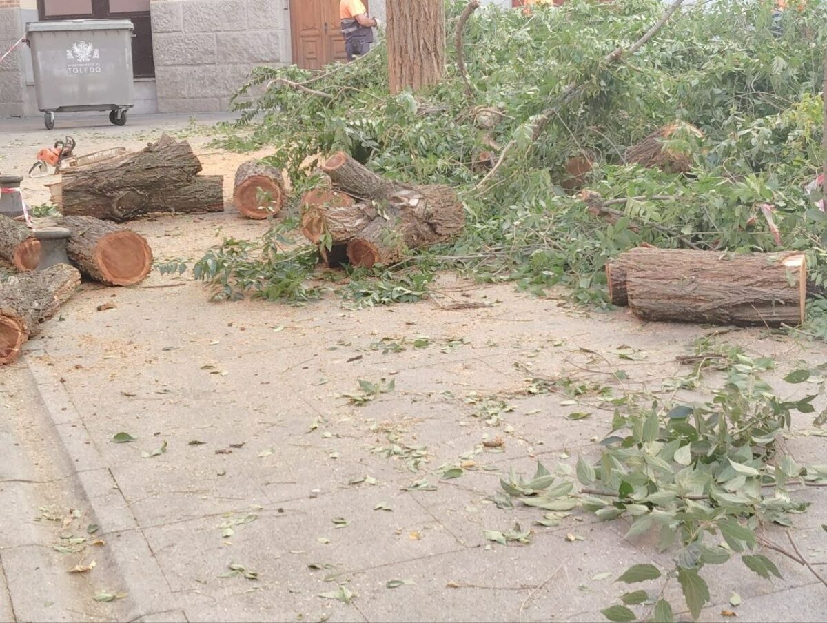 La tala de un árbol en la plaza de San Agustín reabre el debate sobre la gestión del arbolado en Toledo