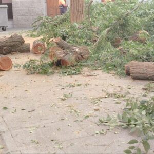 La tala de un árbol en la plaza de San Agustín reabre el debate sobre la gestión del arbolado en Toledo