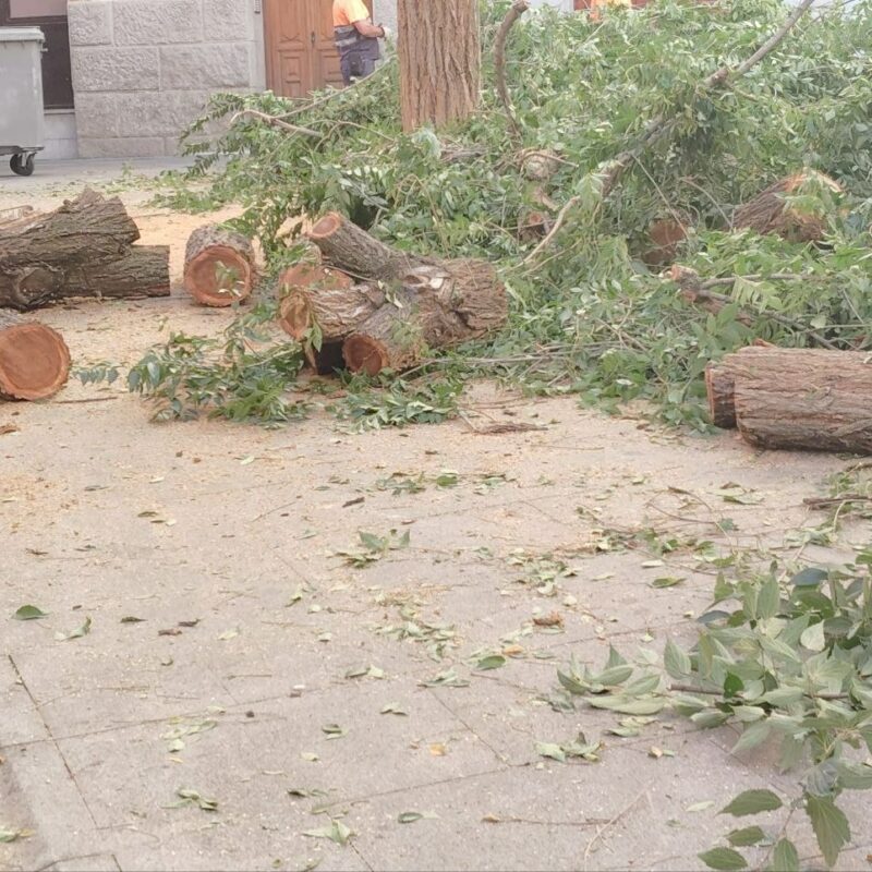 La tala de un árbol en la plaza de San Agustín reabre el debate sobre la gestión del arbolado en Toledo