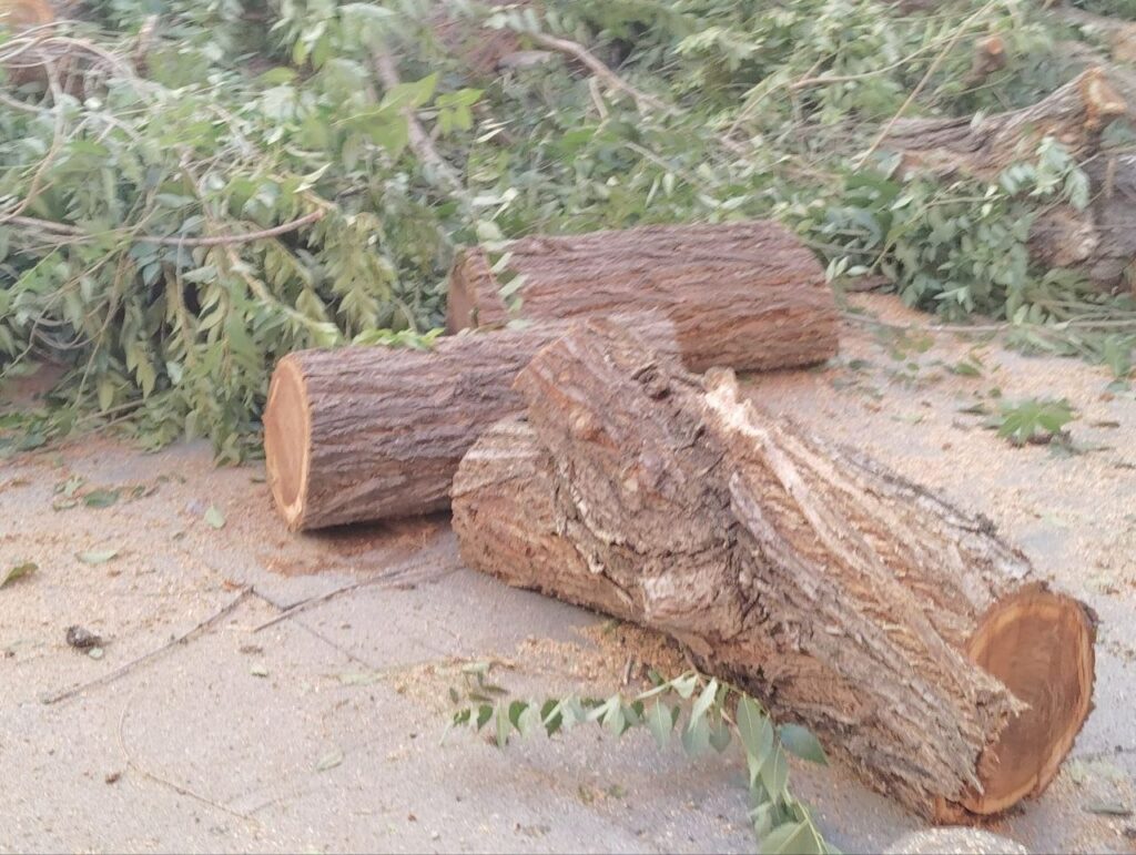 Sumar Toledo pide que se publique el informe técnico que autoriza la tala del árbol de la plaza de San Agustín