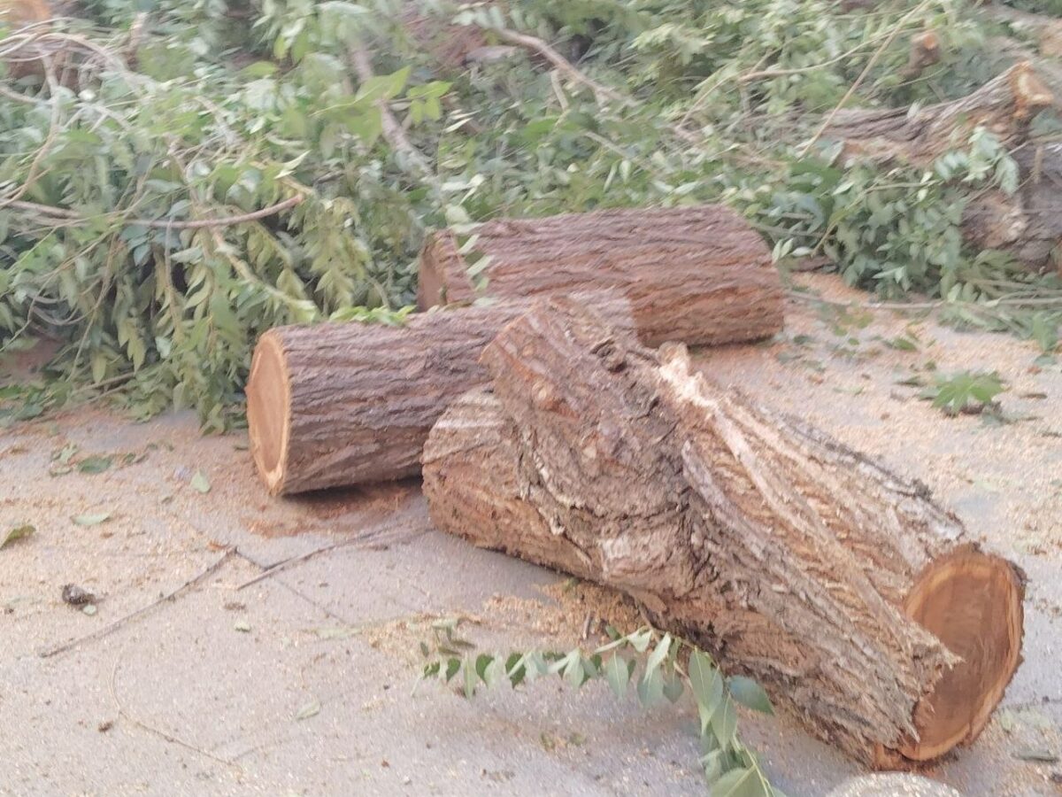 Sumar Toledo pide que se publique el informe técnico que autoriza la tala del árbol de la plaza de San Agustín