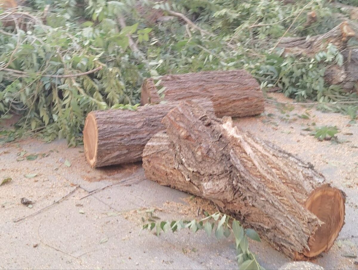 Sumar Toledo pide que se publique el informe técnico que autoriza la tala del árbol de la plaza de San Agustín