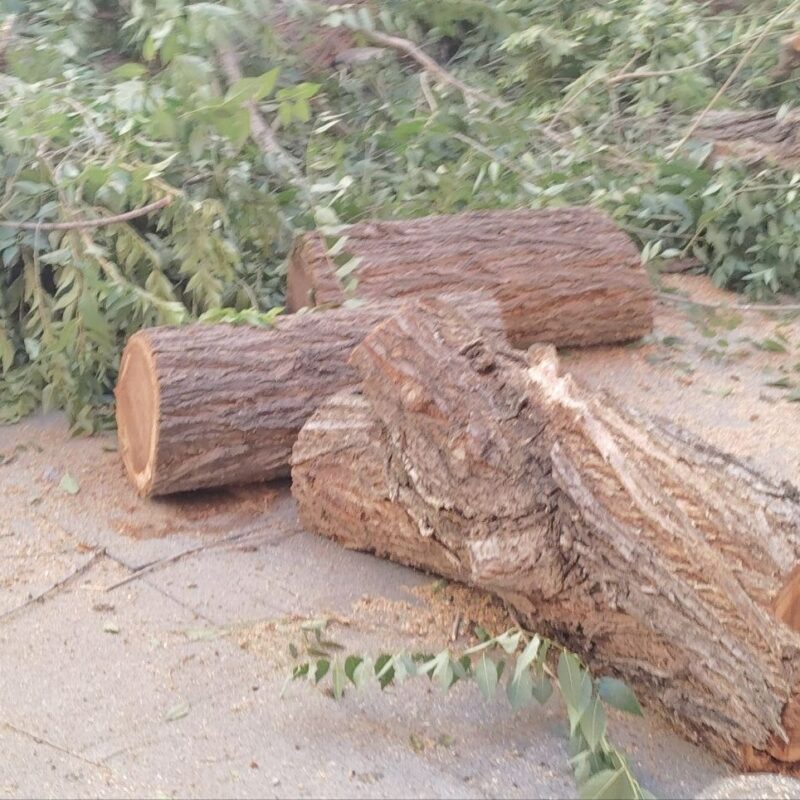 Sumar Toledo pide que se publique el informe técnico que autoriza la tala del árbol de la plaza de San Agustín
