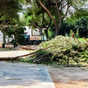 El PSOE de Talavera critica la tala de árboles en la Alameda y reclama información sobre la actuación