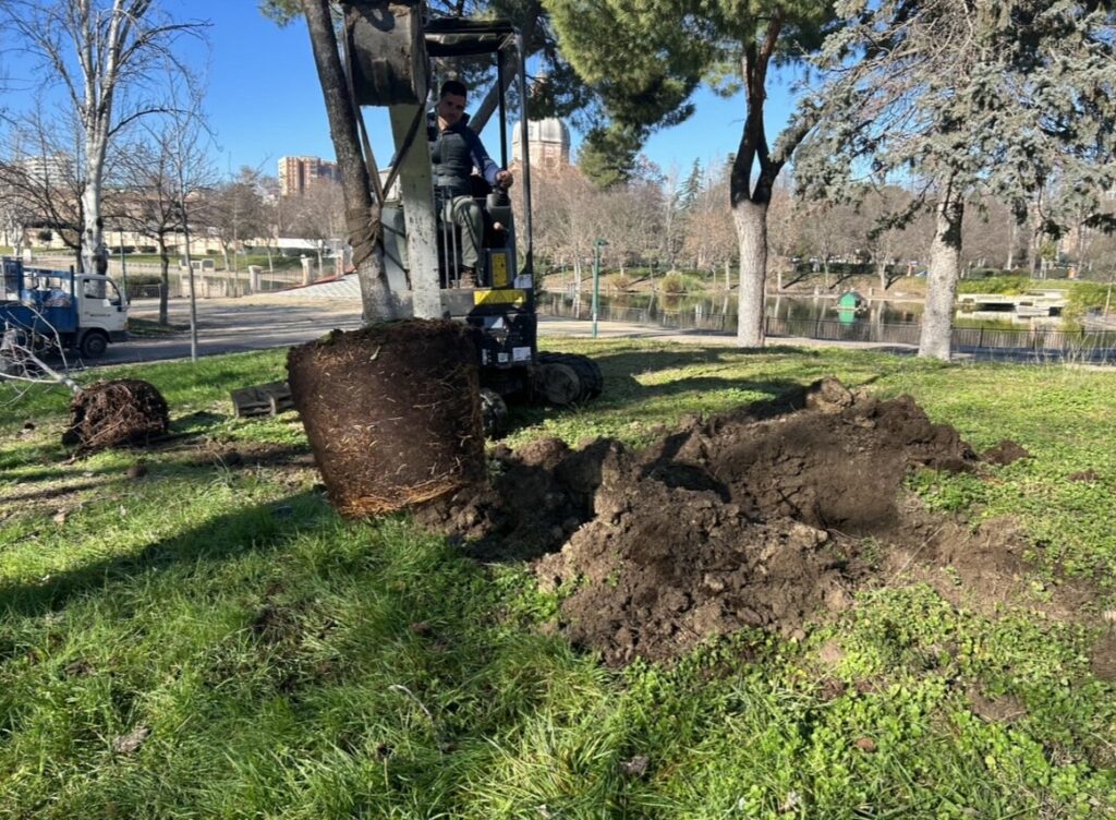El Ayuntamiento de Talavera justifica la tala de 16 árboles en la Alameda por el riesgo de caída y anuncia su reposición