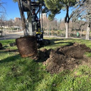 El Ayuntamiento de Talavera justifica la tala de 16 árboles en la Alameda por el riesgo de caída y anuncia su reposición