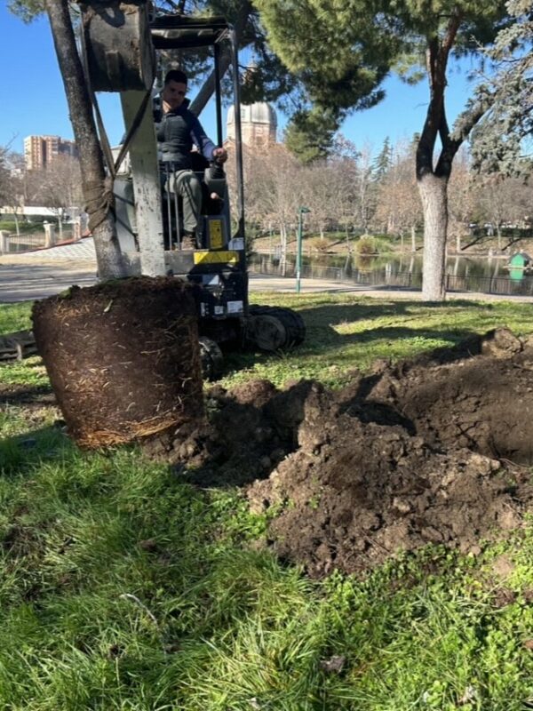 El Ayuntamiento de Talavera justifica la tala de 16 árboles en la Alameda por el riesgo de caída y anuncia su reposición