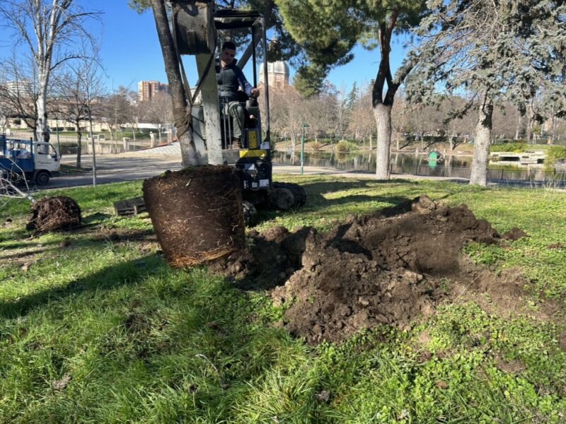 El Ayuntamiento de Talavera justifica la tala de 16 árboles en la Alameda por el riesgo de caída y anuncia su reposición
