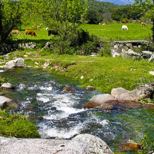 Dos granjas de vacas en los Montes de Toledo sumarán 10.000 toneladas de estiércol en áreas del águila imperial y el lince ibérico