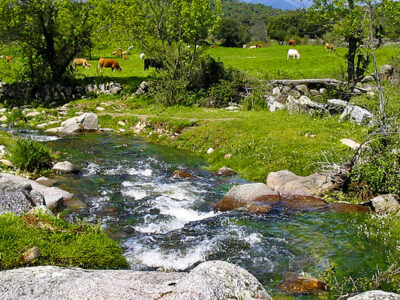 Dos granjas de vacas en los Montes de Toledo sumarán 10.000 toneladas de estiércol en áreas del águila imperial y el lince ibérico