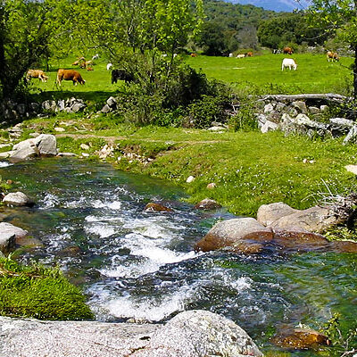 Dos granjas de vacas en los Montes de Toledo sumarán 10.000 toneladas de estiércol en áreas del águila imperial y el lince ibérico