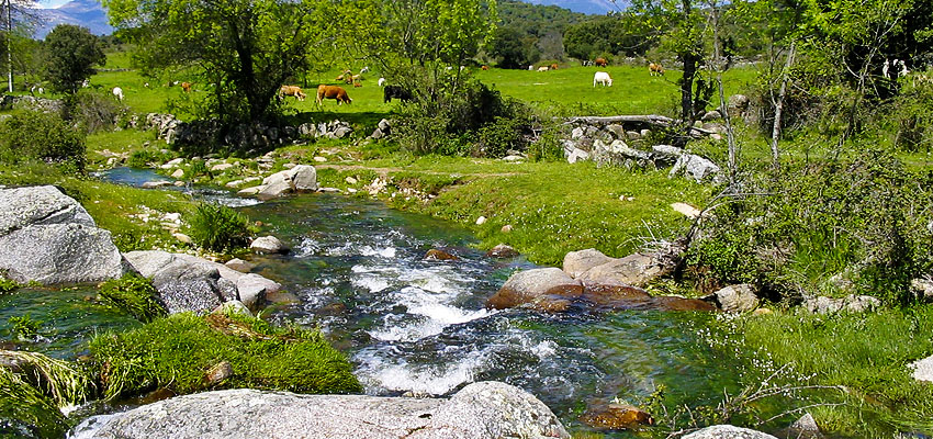 Dos granjas de vacas en los Montes de Toledo sumarán 10.000 toneladas de estiércol en áreas del águila imperial y el lince ibérico