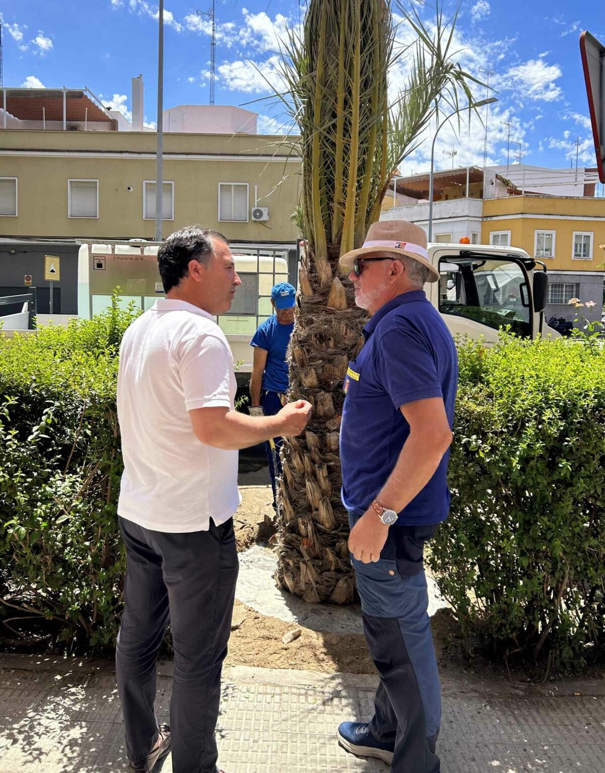 Talavera inicia la plantación 26 nuevas palmeras para "recuperar ese gran patrimonio" de la ciudad