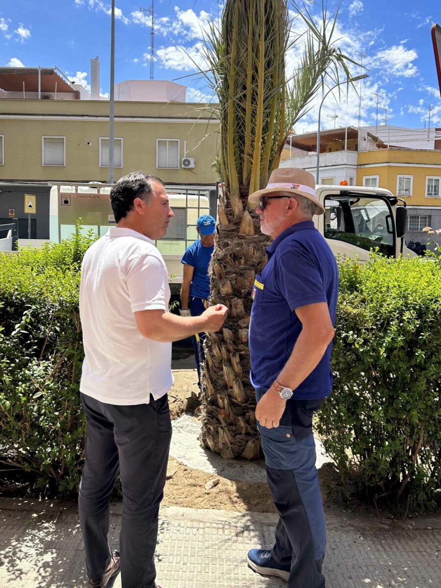 Talavera inicia la plantación 26 nuevas palmeras para "recuperar ese gran patrimonio" de la ciudad