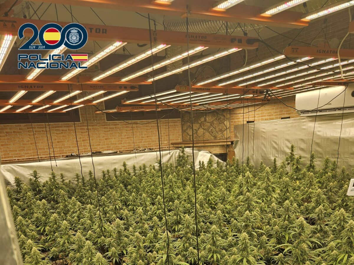 Dos detenidos en Talavera tras desmantelarse un cultivo 'indoor' con 585 plantas de marihuana