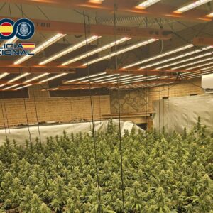 Dos detenidos en Talavera tras desmantelarse un cultivo 'indoor' con 585 plantas de marihuana