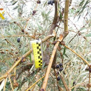 Detienen a cinco personas e investigan al dueño de una almazara por el robo de 15.000 kilos de aceituna en la Mancha