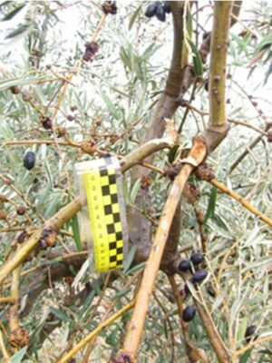 Detienen a cinco personas e investigan al dueño de una almazara por el robo de 15.000 kilos de aceituna en la Mancha