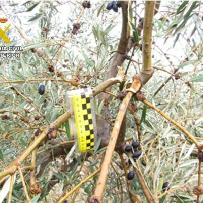 Detienen a cinco personas e investigan al dueño de una almazara por el robo de 15.000 kilos de aceituna en la Mancha