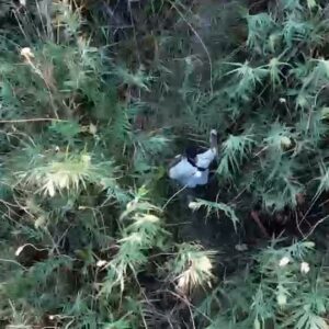 Ocho detenidos por una plantación de 770 plantas de cannabis oculta junto al arroyo Guatén en Pantoja