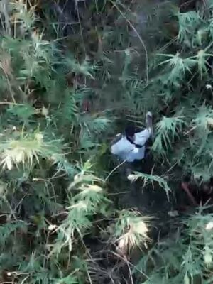 Ocho detenidos por una plantación de 770 plantas de cannabis oculta junto al arroyo Guatén en Pantoja