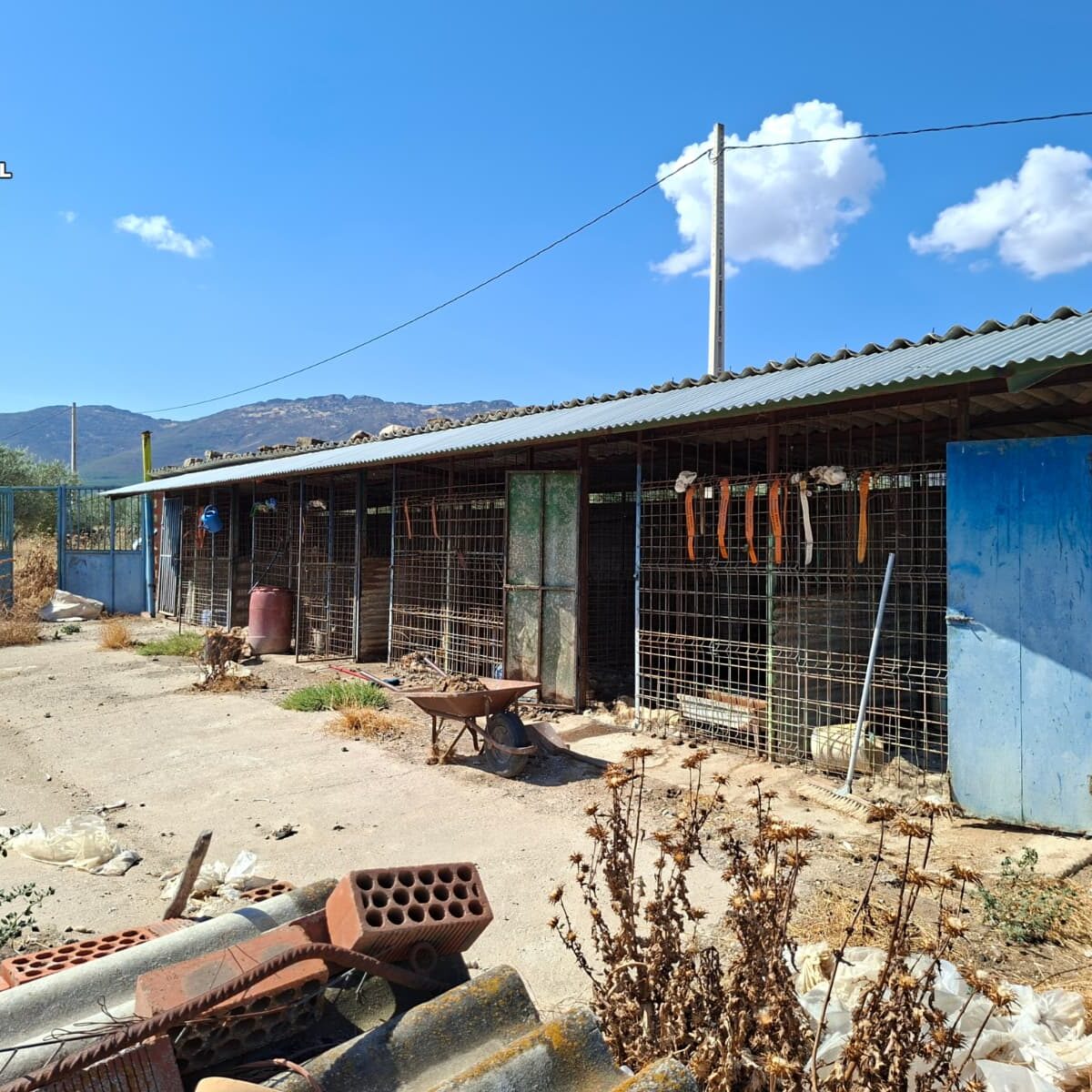 Detenido en la comarca de la Jara por abandonar a 29 perros, 14 de ellos hallados muertos